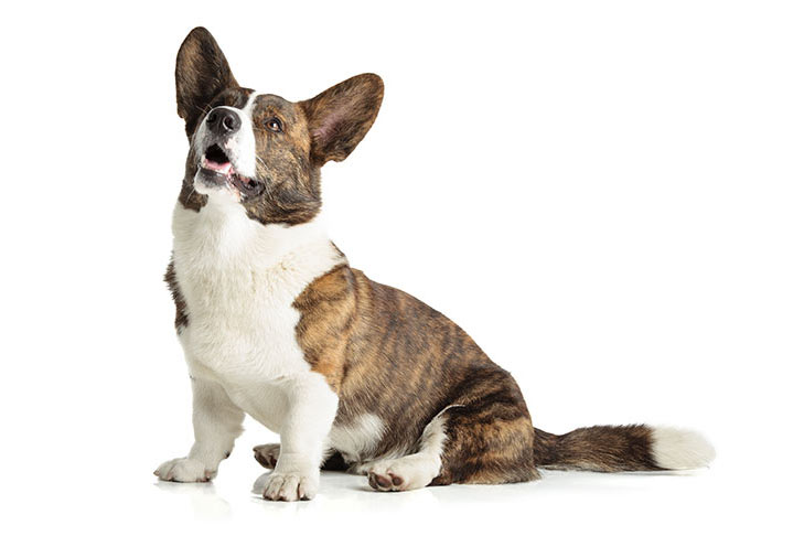 تصویر کاردیگن ولش کورگی (Cardigan Welsh Corgi)